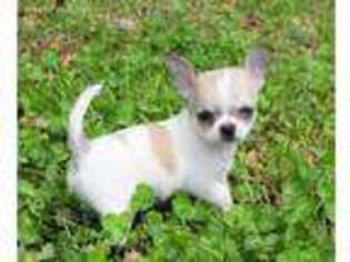 Chihuahua Puppy for sale in Evening Shade, AR, USA