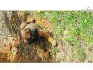 Medium Photo #1 Rhodesian Ridgeback Puppy For Sale in Birmingham, AL, USA