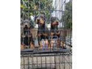 Doberman Pinscher Puppy for sale in Delano, CA, USA