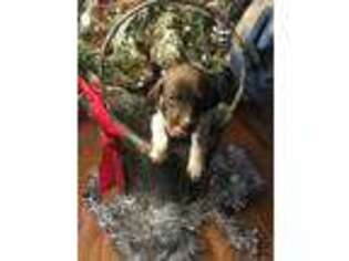 German Shorthaired Pointer Puppy for sale in Pikeville, TN, USA
