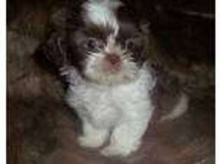 Mutt Puppy for sale in Surprise, AZ, USA