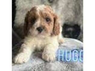 Cavapoo Puppy for sale in Valley Stream, NY, USA