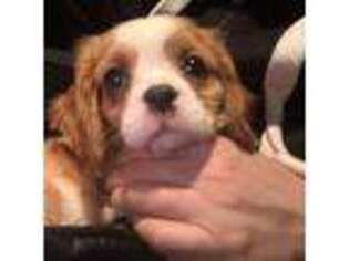 Cavalier King Charles Spaniel Puppy for sale in Hebron, IN, USA
