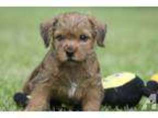 Norfolk Terrier Puppy for sale in RISING SUN, IN, USA