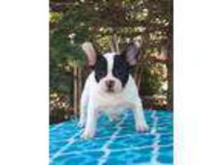 French Bulldog Puppy for sale in Kamas, UT, USA
