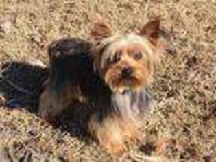 Yorkshire Terrier Puppy for sale in Evening Shade, AR, USA