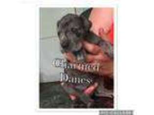 Great Dane Puppy for sale in Quitman, MS, USA