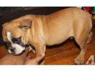 Bulldog Puppy for sale in NEWARK, NJ, USA