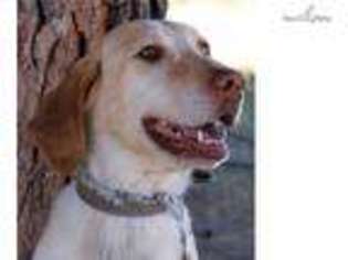 Labrador Retriever Puppy for sale in Sedona, AZ, USA