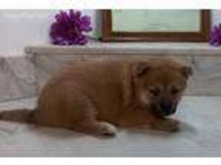 Shiba Inu Puppy for sale in Costa Mesa, CA, USA