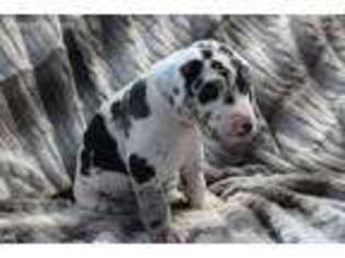 Great Dane Puppy for sale in La Fontaine, IN, USA