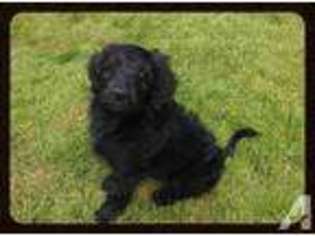 Mutt Puppy for sale in GASTON, OR, USA