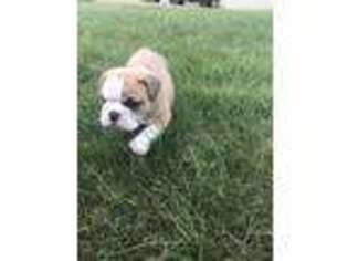 Bulldog Puppy for sale in Portage, IN, USA