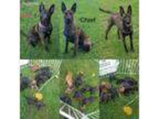 Dutch Shepherd Dog Puppy for sale in Orient, OH, USA
