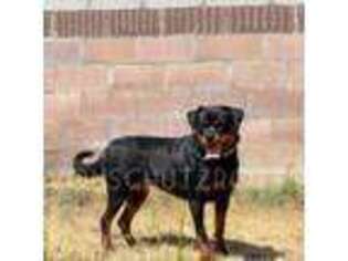 Rottweiler Puppy for sale in Pomona, CA, USA