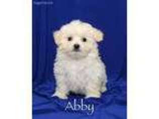 Maltese Puppy for sale in Fresno, OH, USA
