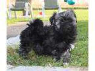 Havanese Puppy for sale in Glencoe, MN, USA