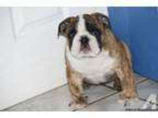 Bulldog Puppy for sale in BOWIE, MD, USA