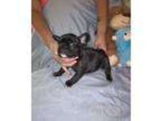 French Bulldog Puppy for sale in Bryant, IN, USA