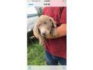 Labrador Retriever Puppy for sale in Brandenburg, KY, USA