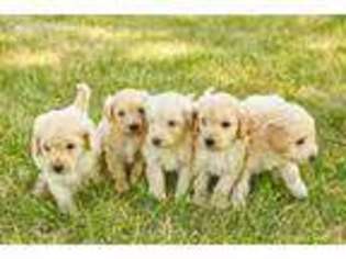 Goldendoodle Puppy for sale in Lewisville, TX, USA