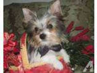 Yorkshire Terrier Puppy for sale in SCOTTSDALE, AZ, USA