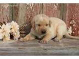 Labrador Retriever Puppy for sale in Freeport, IL, USA