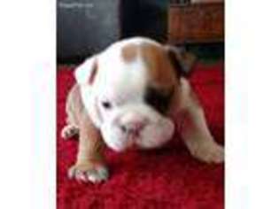 Bulldog Puppy for sale in Boaz, AL, USA