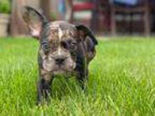 French Bulldog Puppy for sale in Sussex, NJ, USA