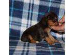 Yorkshire Terrier Puppy for sale in Accident, MD, USA