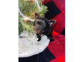 Yorkshire Terrier Puppy for sale in Kingston, GA, USA
