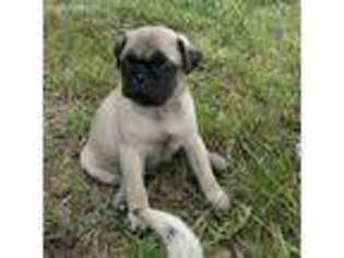 Pug Puppy for sale in Humboldt, IL, USA