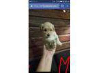 Schnoodle (Standard) Puppy for sale in Meridian, MS, USA