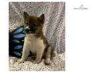 Shiba Inu Puppy for sale in Lancaster, PA, USA