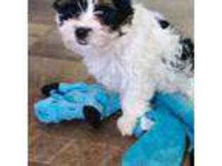 Biewer Terrier Puppy for sale in Chandler, MN, USA