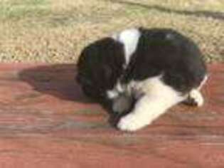 Medium Photo #1 Akita Puppy For Sale in Augusta, GA, USA