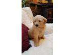Goldendoodle Puppy for sale in Waterloo, NY, USA