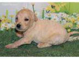 Labradoodle Puppy for sale in La Habra, CA, USA