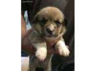 Pembroke Welsh Corgi Puppy for sale in Gilmanton Iron Works, NH, USA