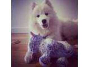 Samoyed Puppy for sale in New York, NY, USA