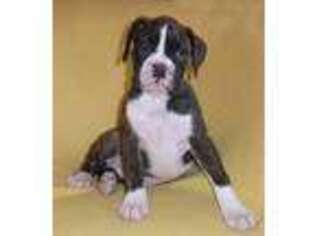 Boxer Puppy for sale in Howard, OH, USA