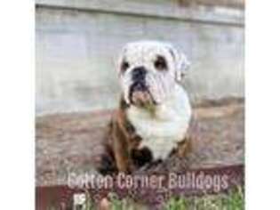 Bulldog Puppy for sale in Section, AL, USA
