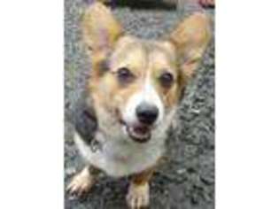 Pembroke Welsh Corgi Puppy for sale in Riddle, OR, USA