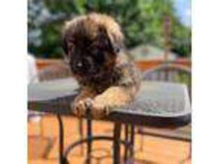 German Shepherd Dog Puppy for sale in Clawson, MI, USA