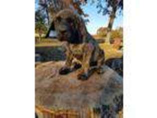 Mastiff Puppy for sale in Seneca, MO, USA