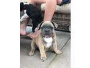 French Bulldog Puppy for sale in New Plymouth, ID, USA