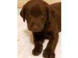 Labrador Retriever Puppy for sale in Griffith, IN, USA