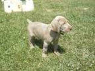 Weimaraner Puppy for sale in Ararat, NC, USA