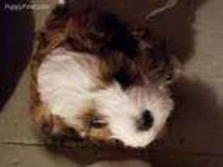 Havanese Puppy for sale in Appleton, WI, USA