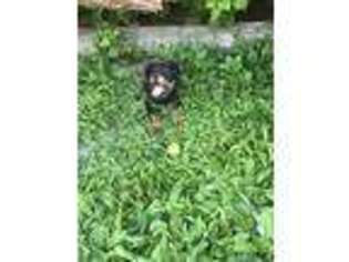 Rottweiler Puppy for sale in Helper, UT, USA